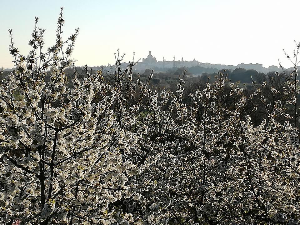 B&B Masseria Nardelli ロコロトンド エクステリア 写真